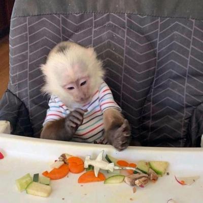 Capuchin monkey for sale and marmoset monkey