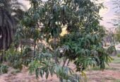 10 Acres Farm House For Sale – Freehold